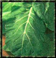 What to Plant in Your Summer Vegetable Garden Image
